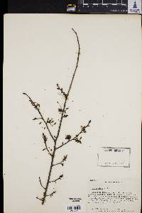 Ulmus alata image