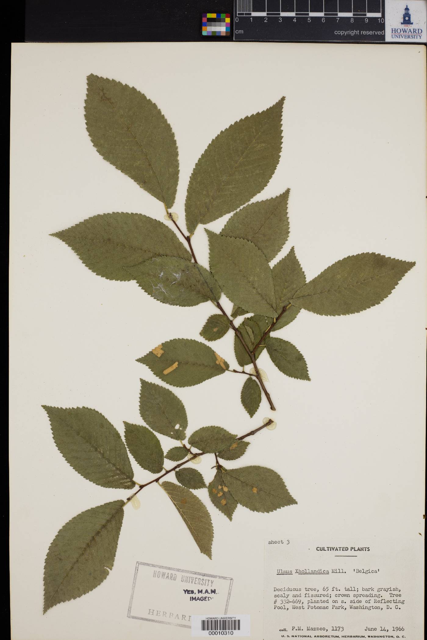 Ulmus x hollandica image