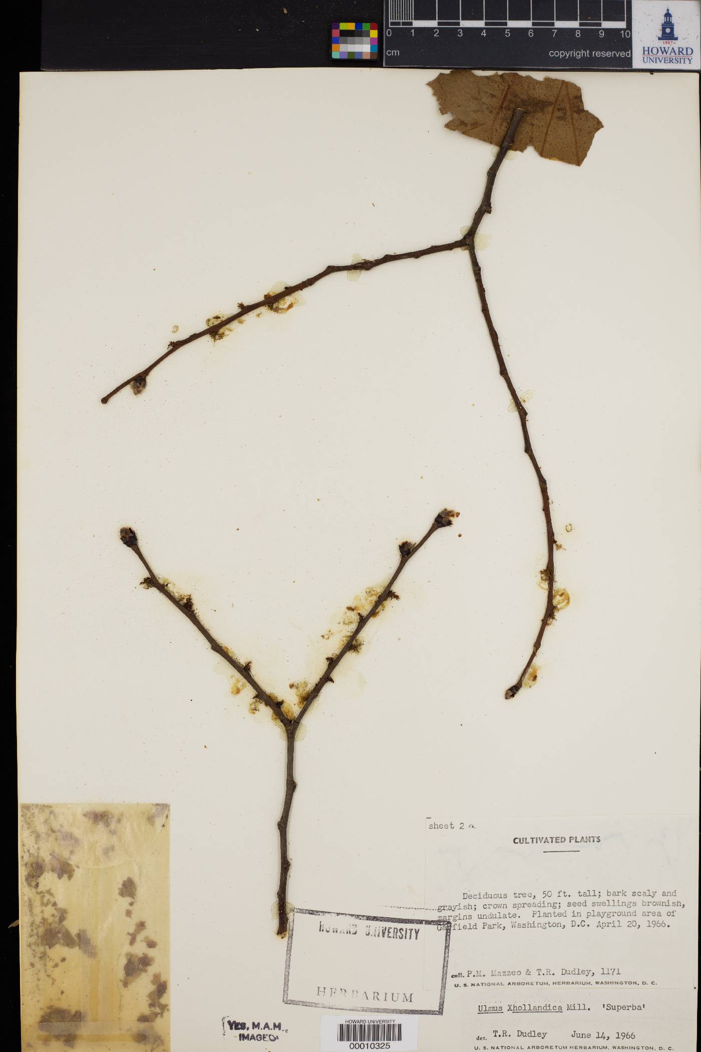 Ulmus x hollandica image