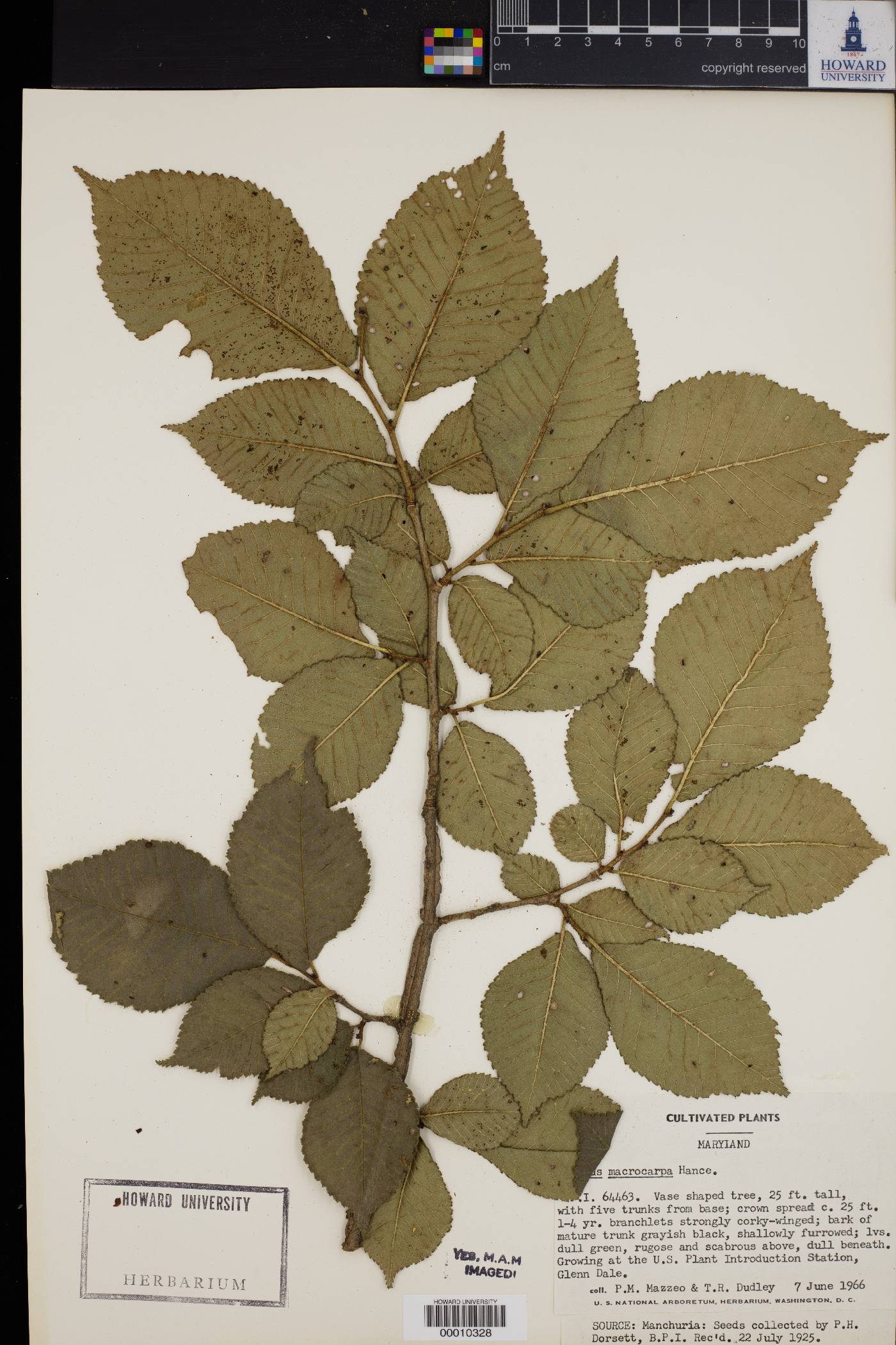 Ulmus macrocarpa image