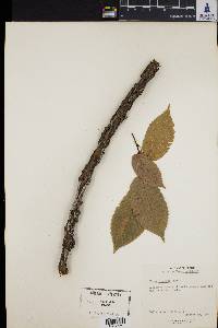 Ulmus serotina image