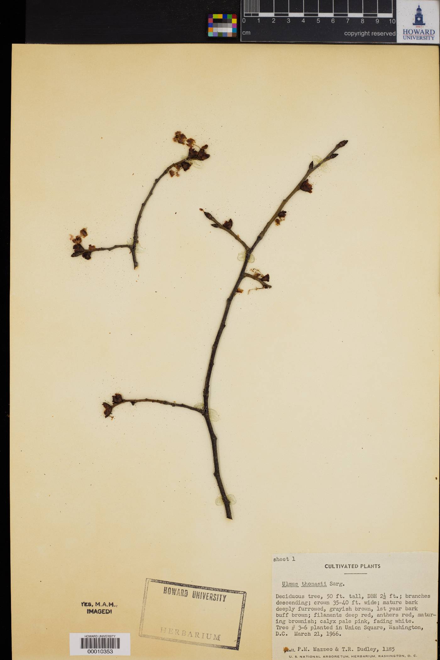 Ulmus thomasii image