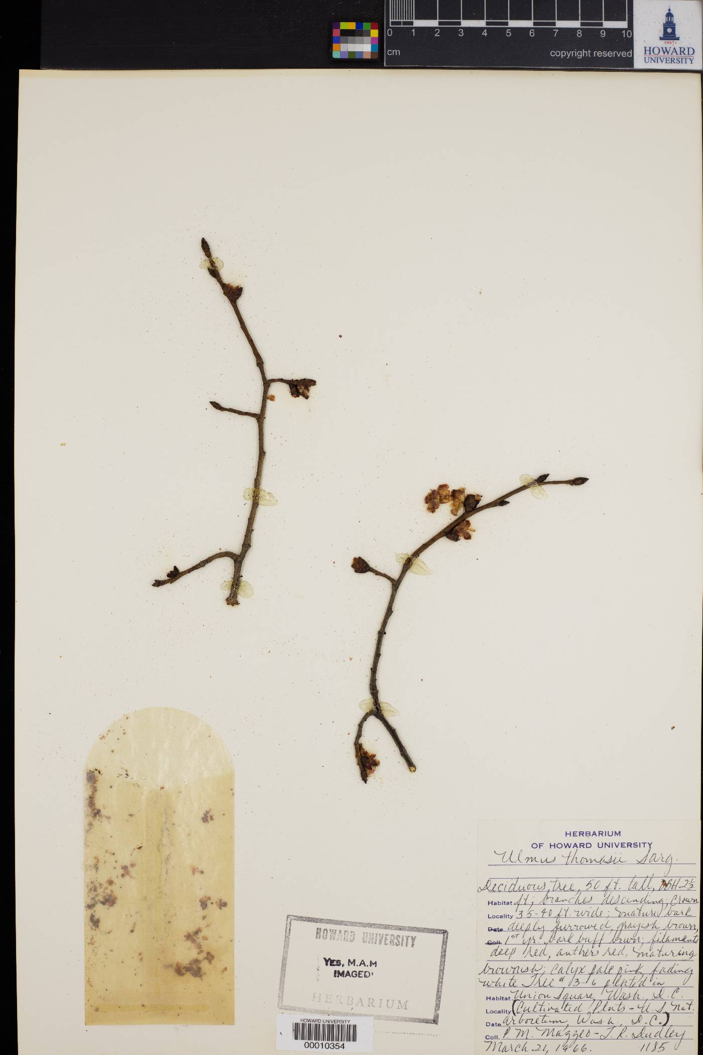 Ulmus thomasii image