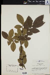 Image of Zelkova carpinifolia