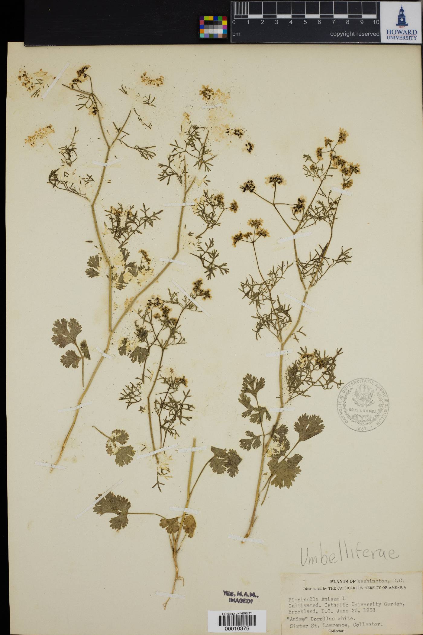 Pimpinella anisum image