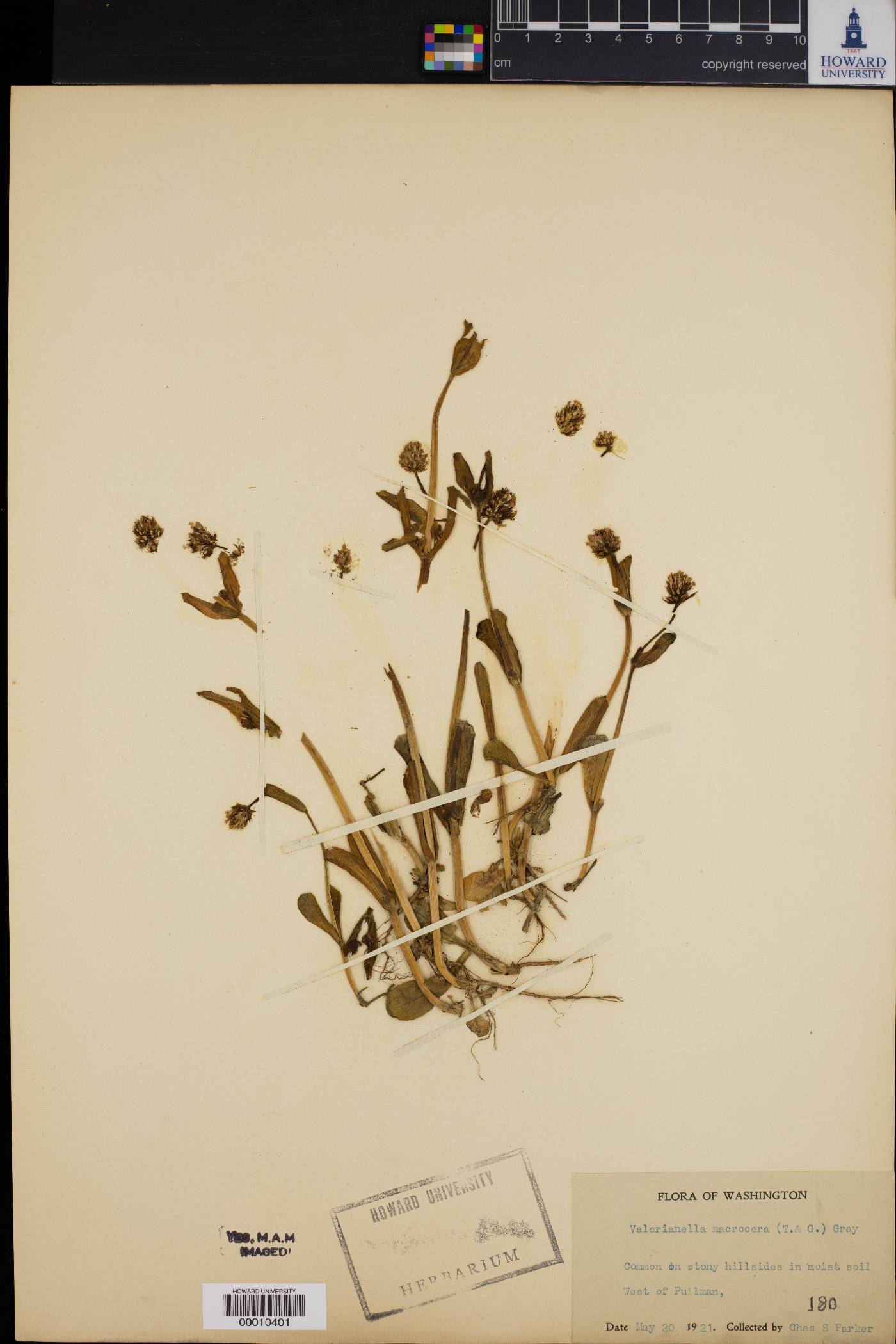 Valerianella macrocera image