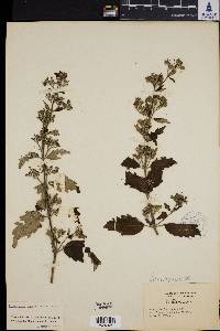 Caryopteris incana image