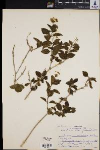 Image of Lantana ovatifolia