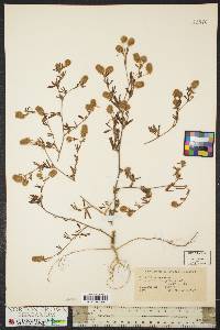 Trifolium arvense image