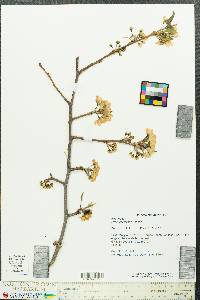 Pyrus calleryana image