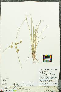 Cyperus pseudovegetus image