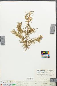 Taxus canadensis image