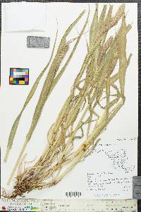 Setaria italica image