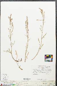 Rumex hastatulus image