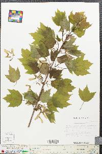 Acer spicatum image