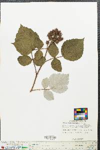 Rubus phoenicolasius image