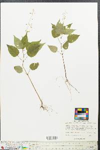 Circaea canadensis image