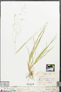 Poa trivialis image