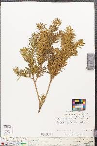 Taxus canadensis image