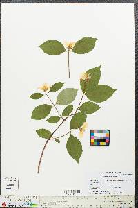 Philadelphus inodorus image