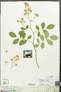 Rosa multiflora image