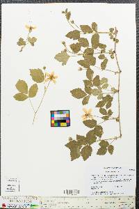 Rubus enslenii image