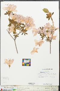 Rhododendron canadense image