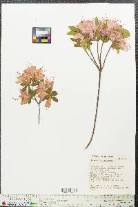 Rhododendron canadense image