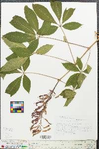 Aesculus glabra image