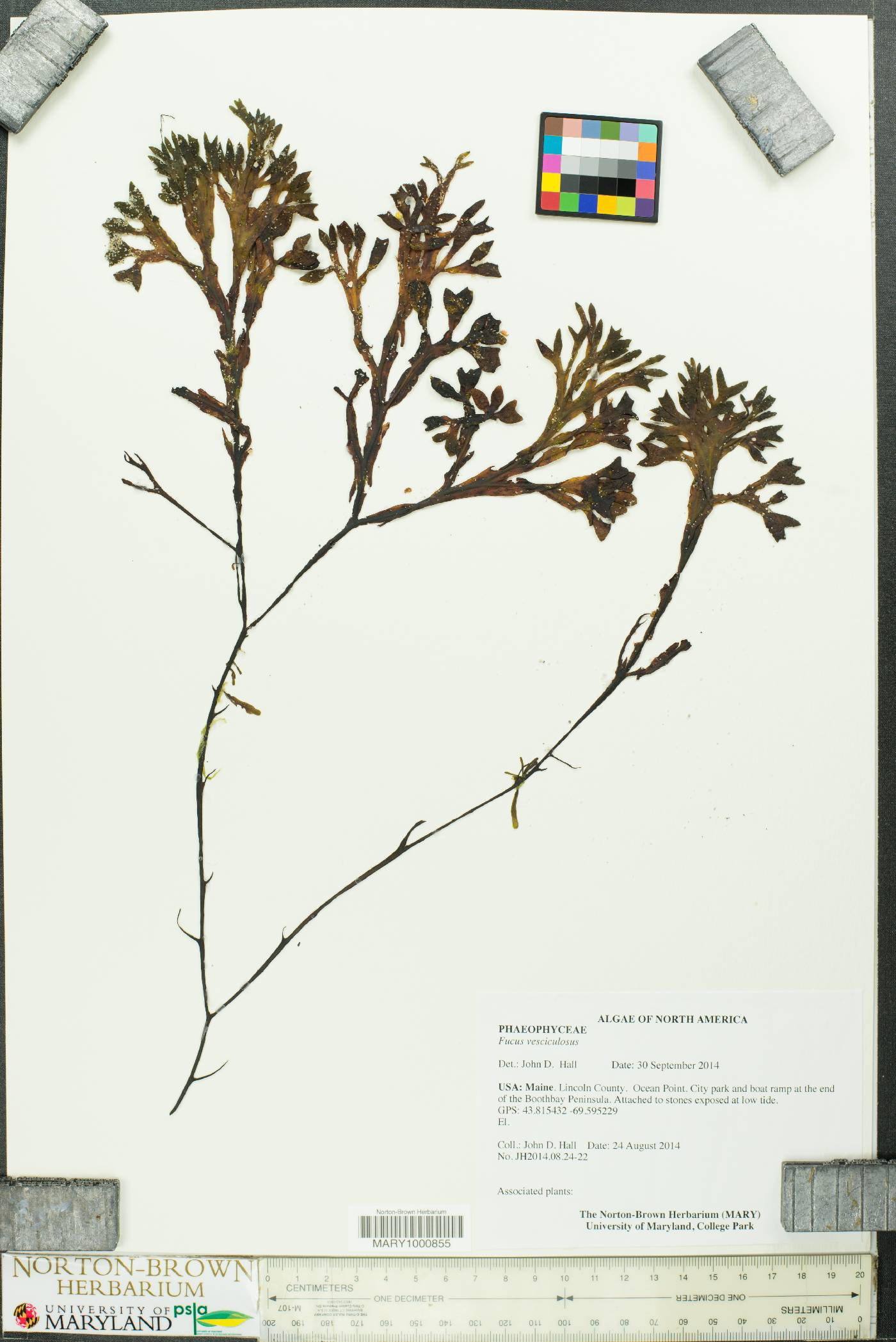 Fucus vesiculosus image