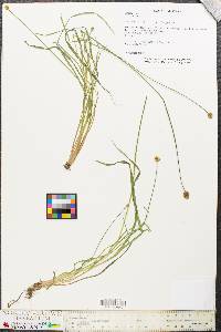 Xyris jupicai image