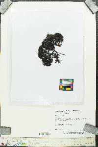 Chondrus crispus image