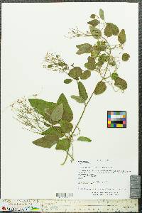 Clematis terniflora image