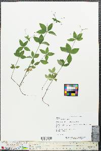 Galium lanceolatum image