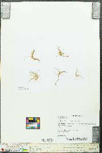 Zannichellia palustris image