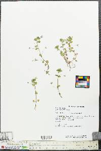 Veronica persica image