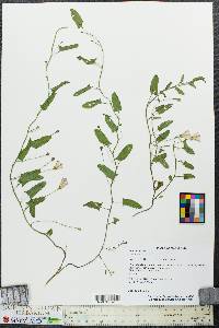 Convolvulus arvensis image