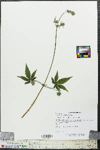 Humulus japonicus image