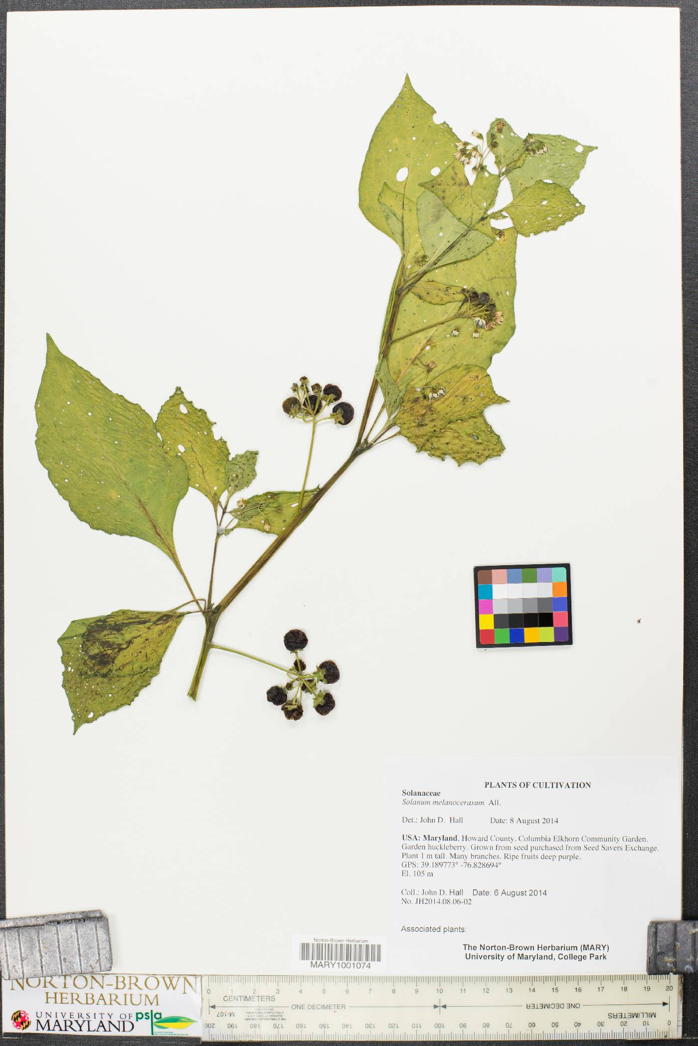 Solanum melanocerasum image