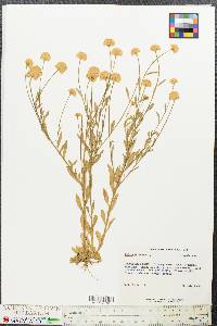 Polygala lutea image