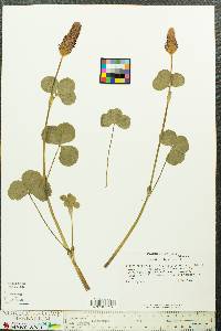 Trifolium incarnatum image