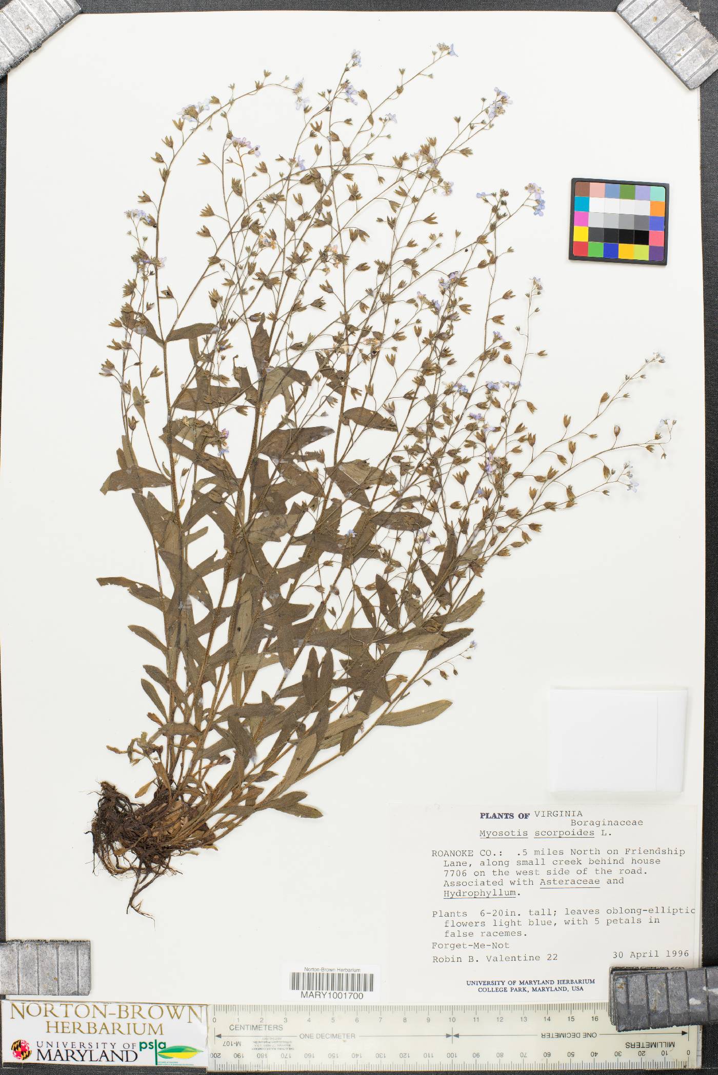 Myosotis sylvatica image
