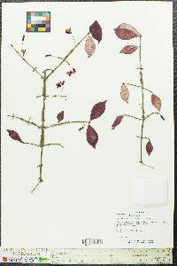 Euonymus alatus image