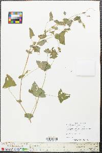 Persicaria perfoliata image