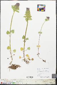 Lamium purpureum image