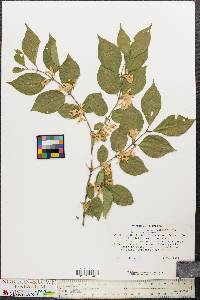 Lonicera maackii image