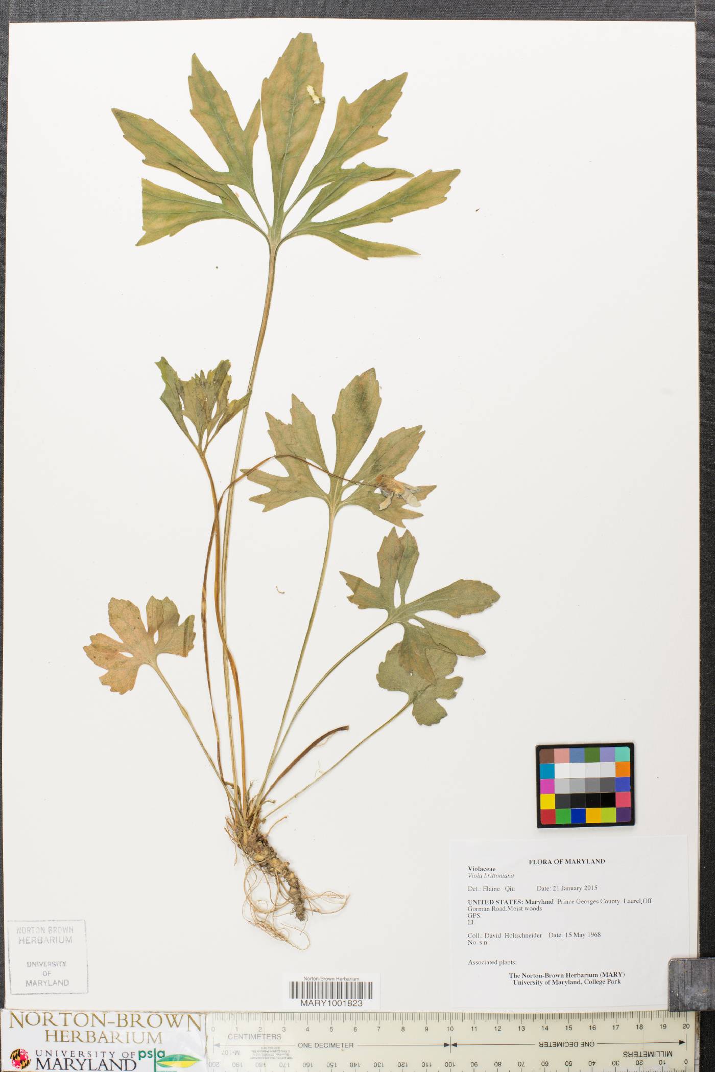 Viola pedatifida subsp. brittoniana image