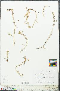 Bacopa monnieri image