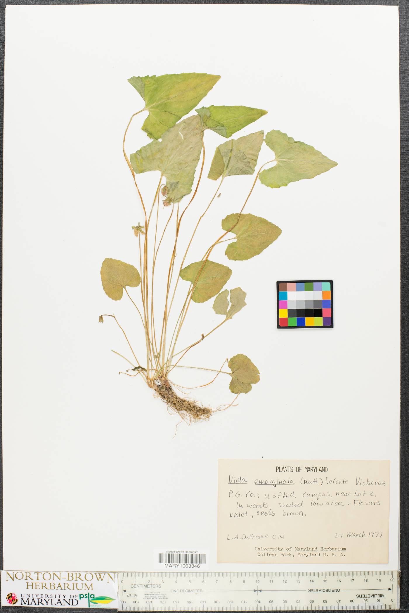Viola emarginata image