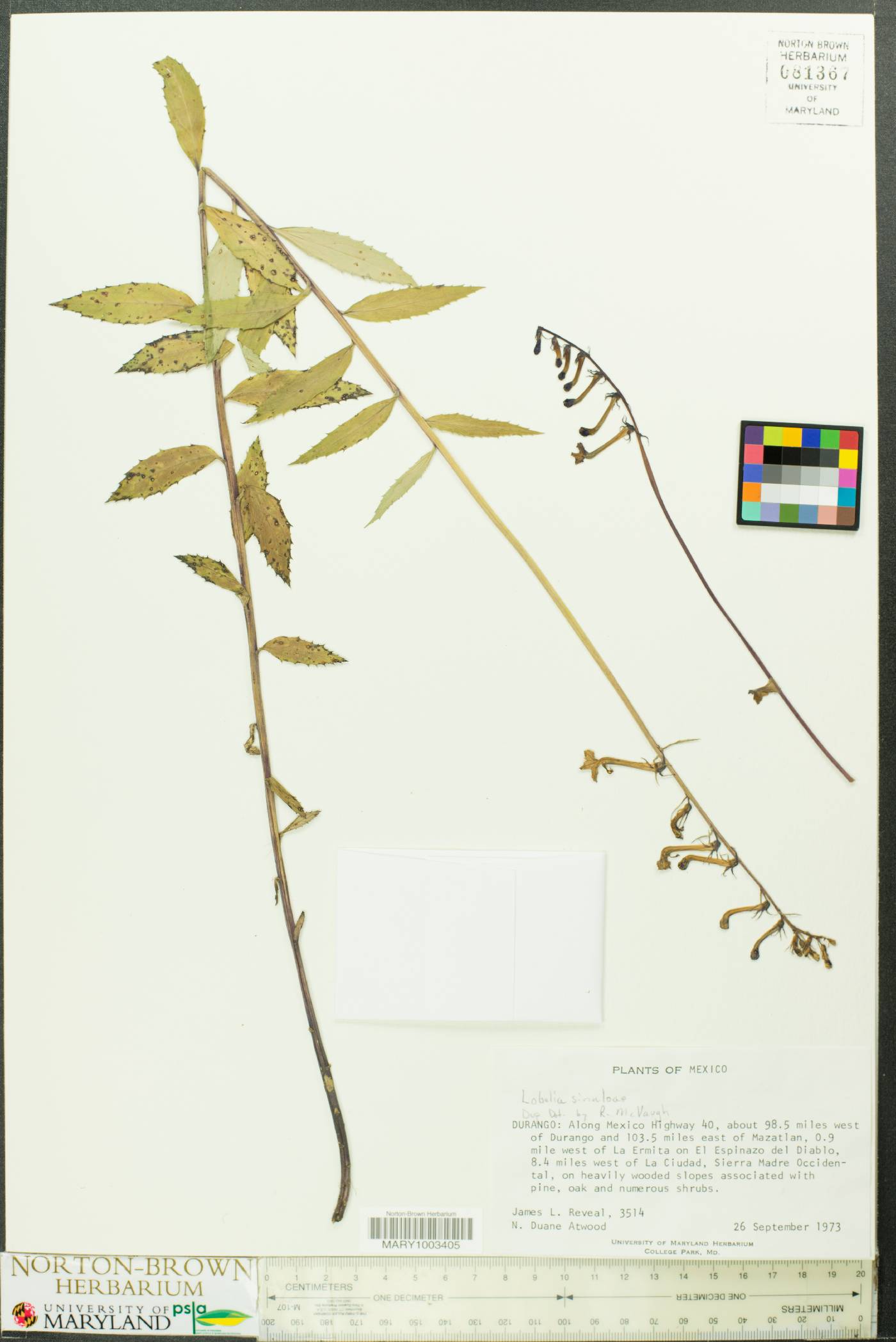 Lobelia sinaloae image